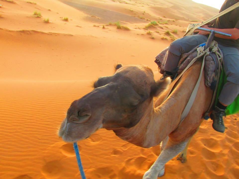 جيلسامر Tofu Hotel & Safari المظهر الخارجي الصورة
